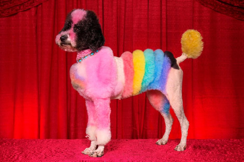 Mad Groomed Dogs - Rainbow