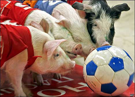Pig Olympics - Pig Ball